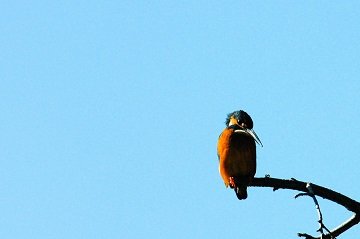 ND2_0137 bb.JPG