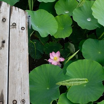 0606_DSCF3850.jpg